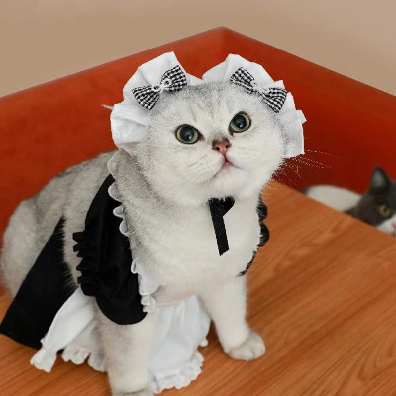 Cats Transform Into Cute Princess Dresses