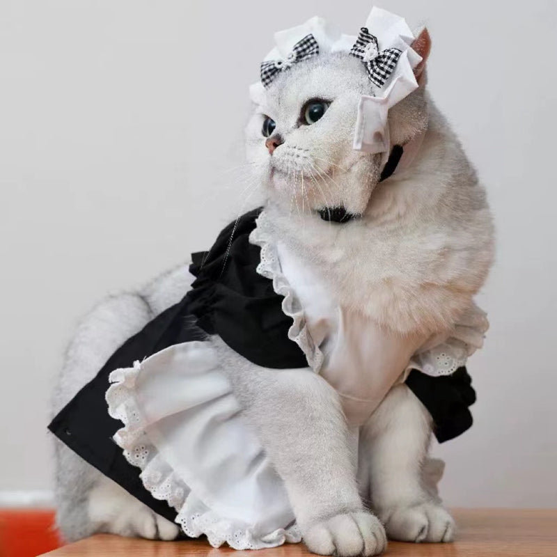 Cats Transform Into Cute Princess Dresses